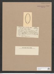 Surirella argus Castr. (de-Toni-Nr.: Genus 53, Species 2310) Zeichnungen Sammlung Grunow Nr. 4759 (NHMW-BOT-W0372876)